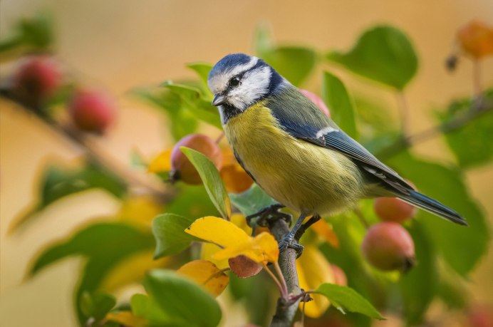 Синицы лазоревки на ветке