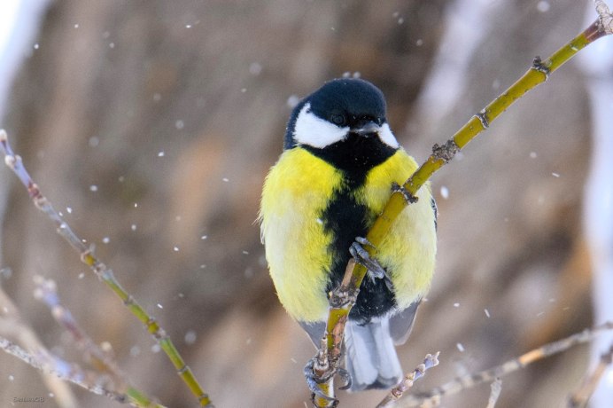 Лазоревка птица зимой