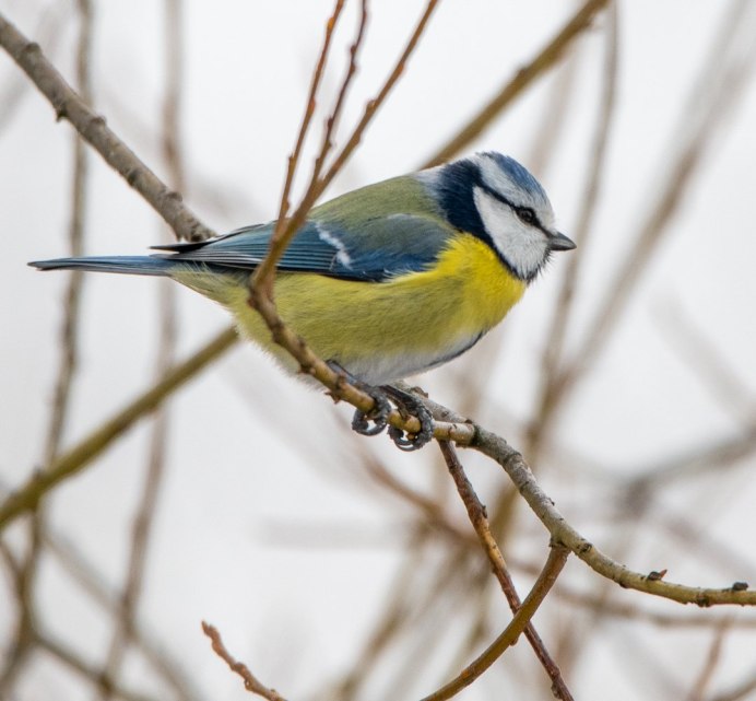Лазоревка и зеленушка