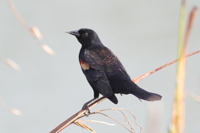 Blackbird - Lonely Bird