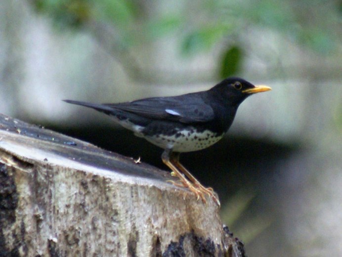 Японский Дрозд - turdus Cardis