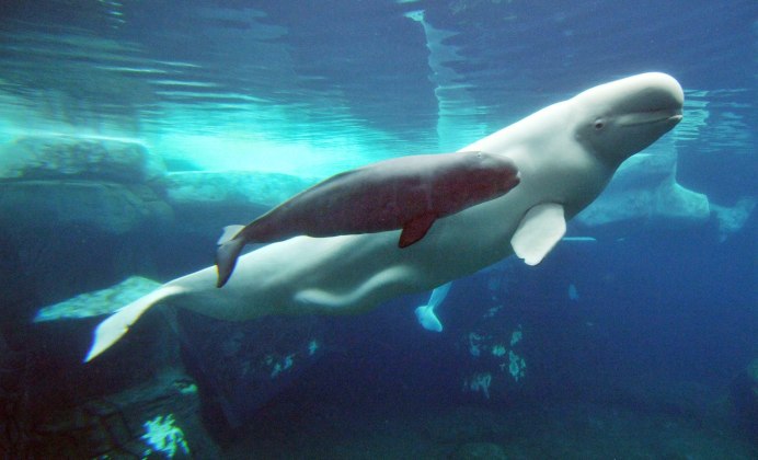 Косатка Orcinus Orca