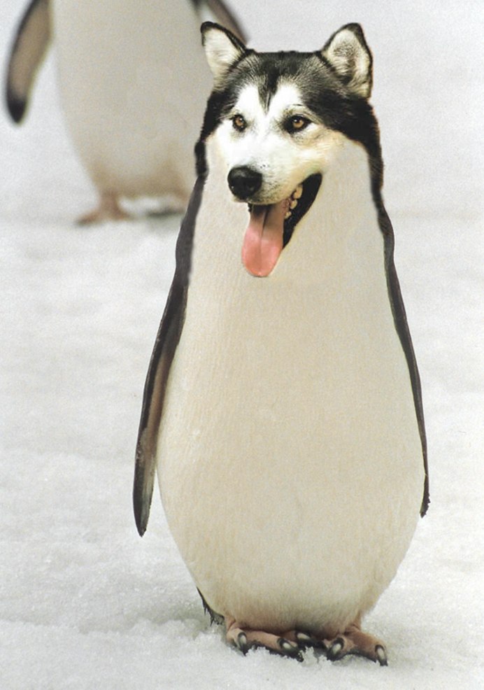 Собака пингвиняка