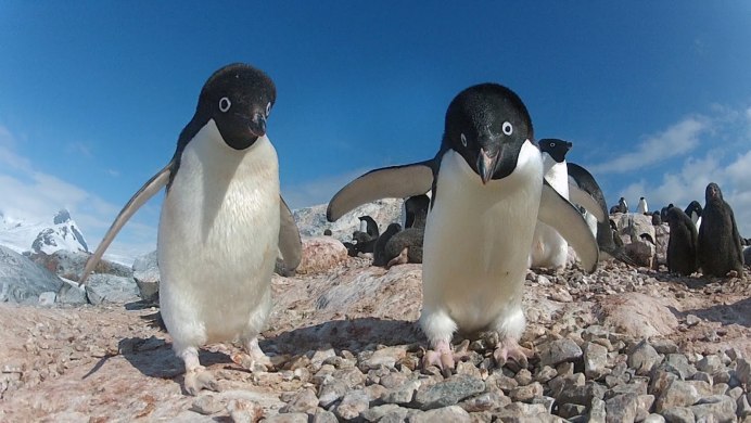 Adélie Penguin