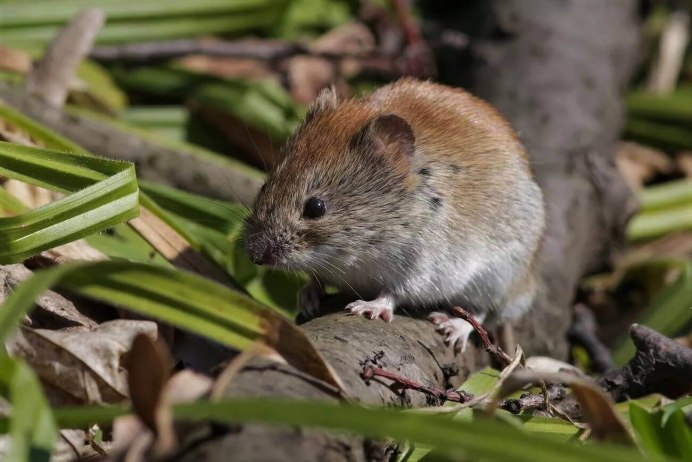 Лесная мышовка Sicista betulina