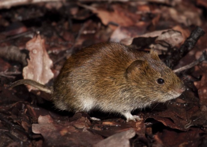 Полевка Миддендорфа