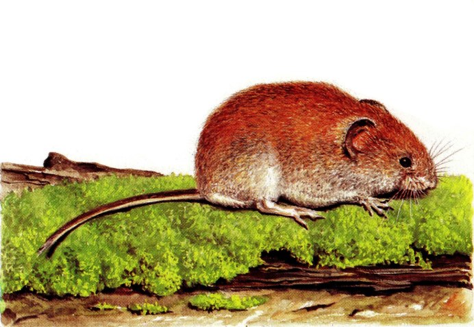 Мышь Малютка мышата