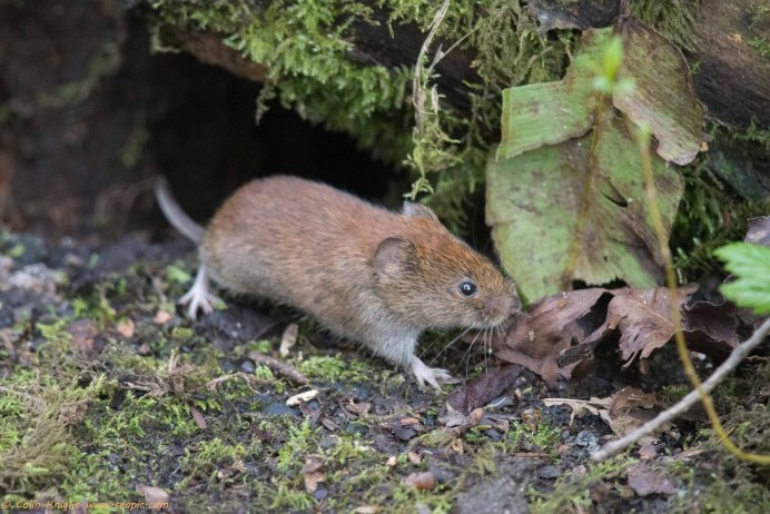 Полевка Миддендорфа Урала
