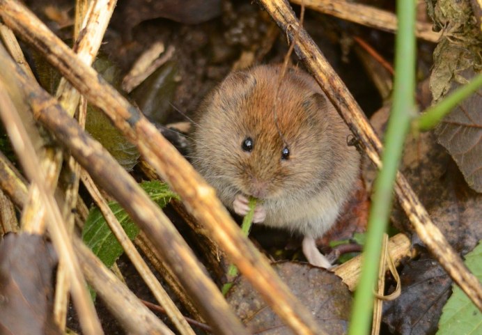 Полёвка рыжая (лат. Myodes glareolus)