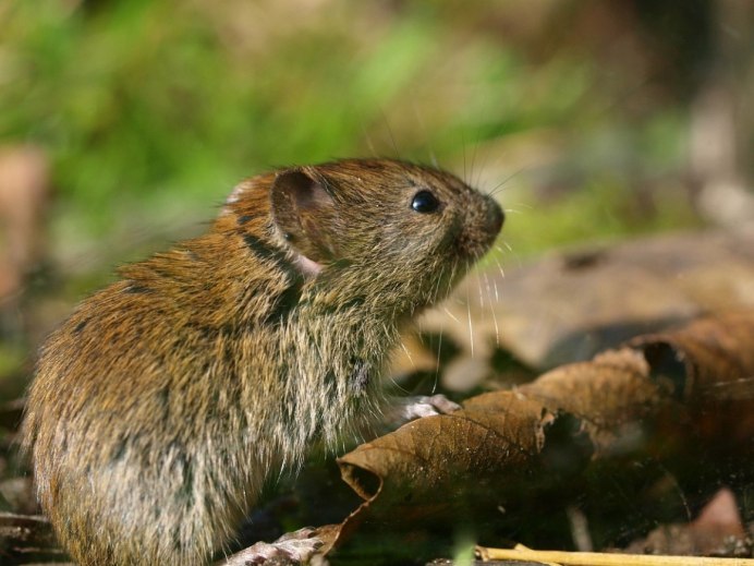 Ольхонская полевка
