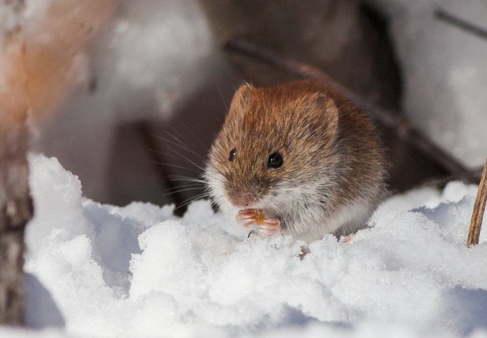 Ольхонская полевка