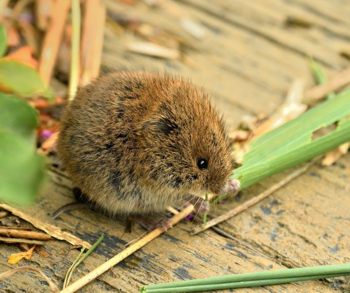 Прометеева полевка