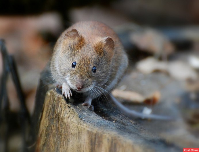 Рыжая мышь полевка