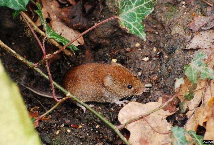 Европейская рыжая полевка