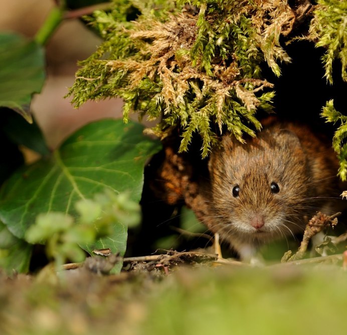 Рыжая Лесная полевка