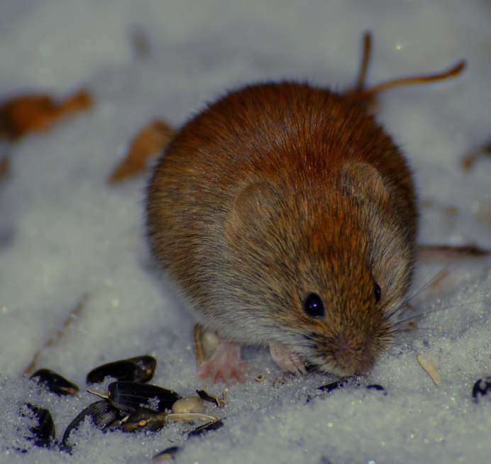 Прометеева полевка