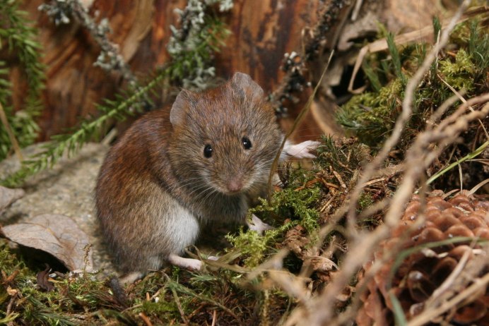 Ольхонская полевка