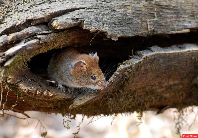 Мышка земная