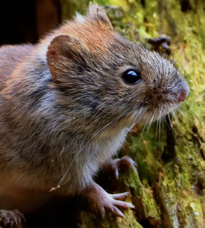 Эворонская полевка