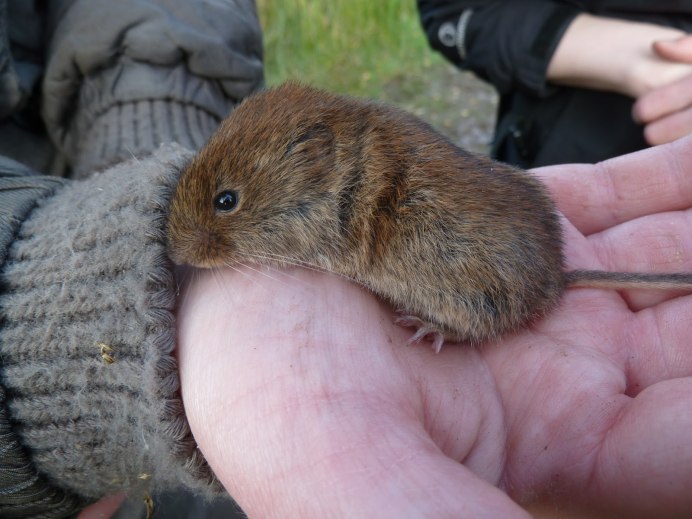 Рыжая полевка зубы