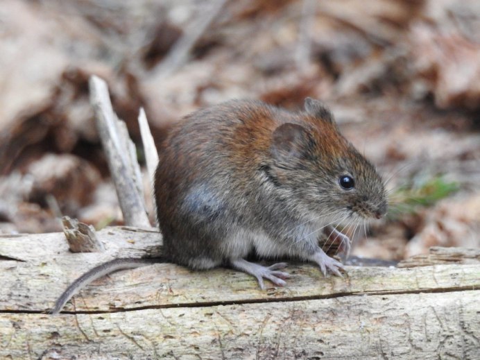 Прометеева полевка