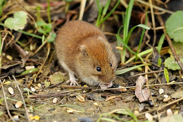 Прометеева полевка