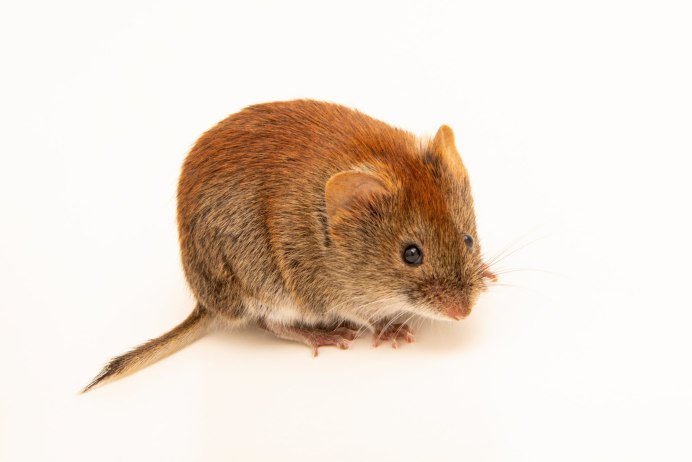 Мышь Лесная полевка