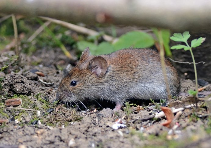 Серая полевка, Полевая мышь
