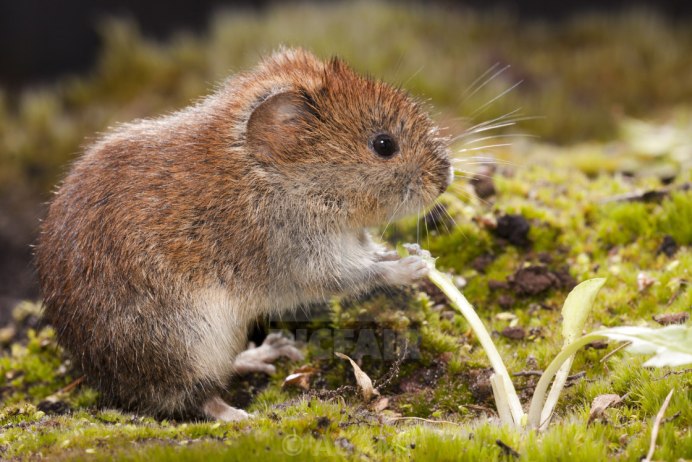 Ольхонская полевка