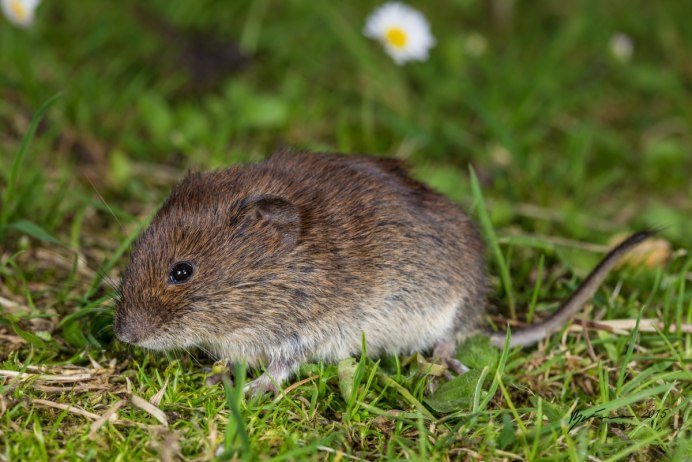 Ольхонская полевка