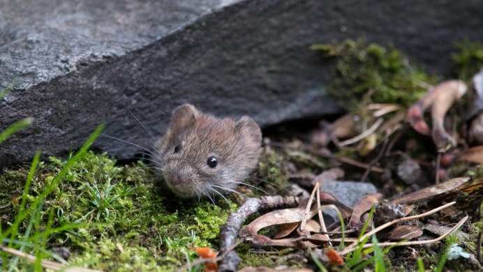 Лесная полевка