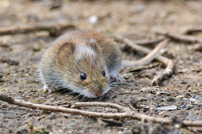 Обыкновенная полёвка