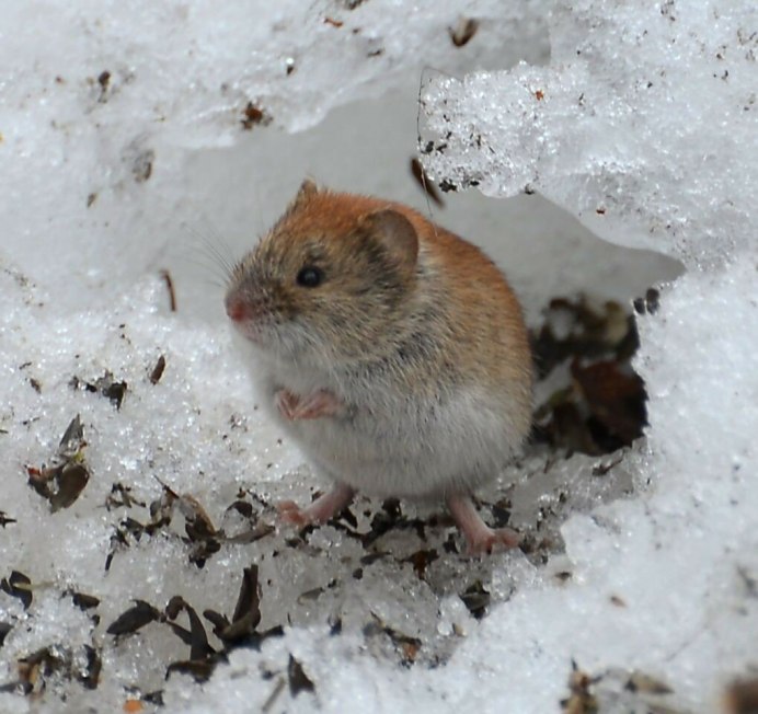 Европейская рыжая полевка