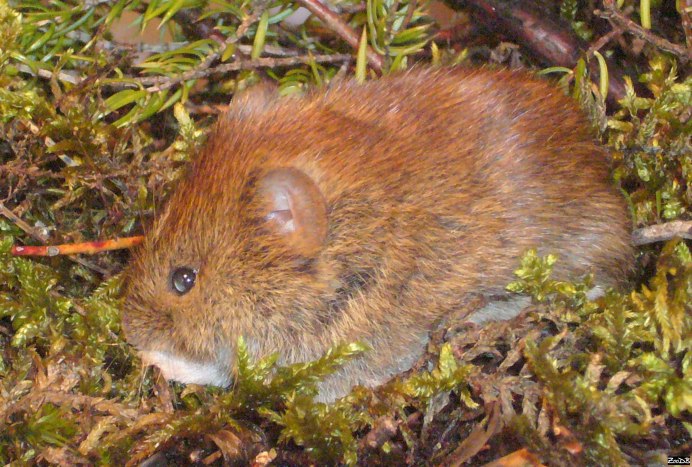 Красная полевка