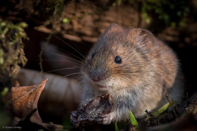 Прометеева полевка