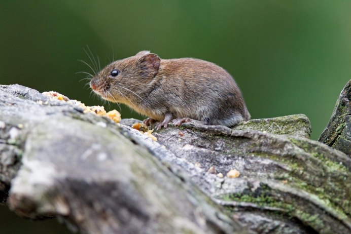 Прометеева полевка