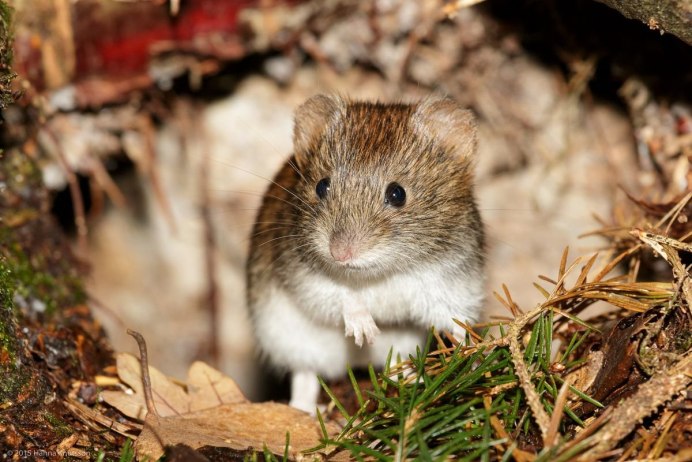 Ольхонская полевка