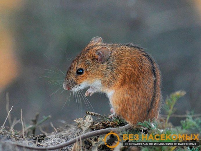 Полевка обыкновенная Норы