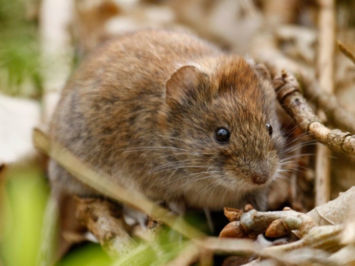 Европейская рыжая полевка