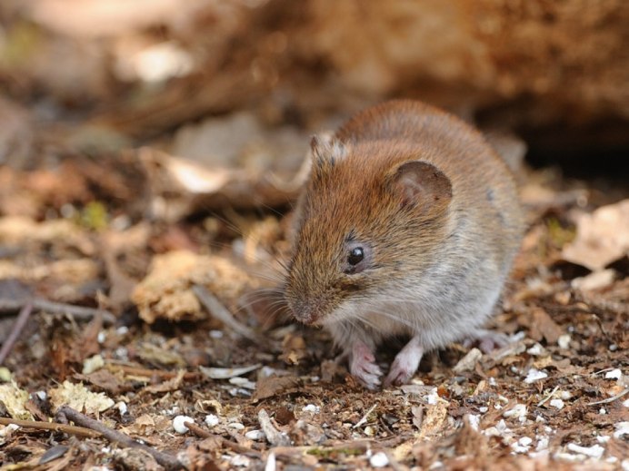 Европейская рыжая полевка