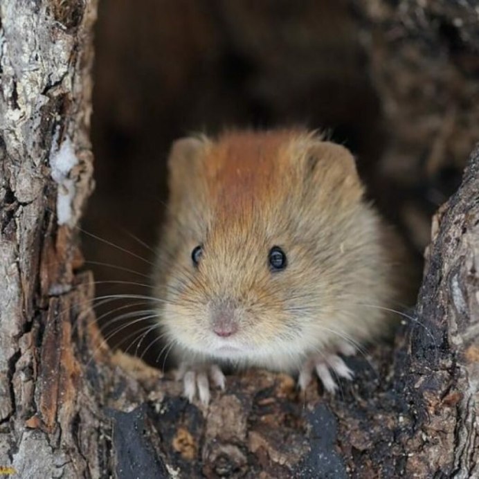 Эворонская полевка