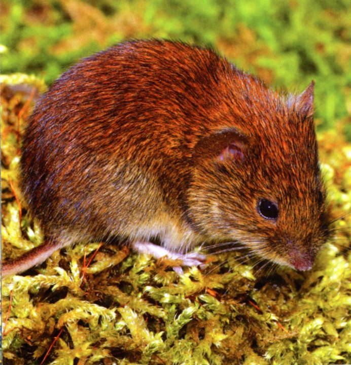 Рыжая полевка ареал