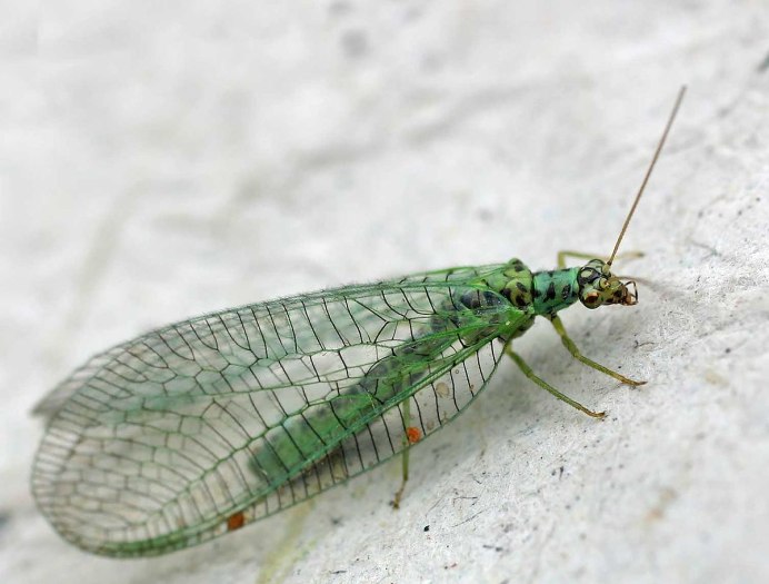 Chrysopidae (златоглазка)