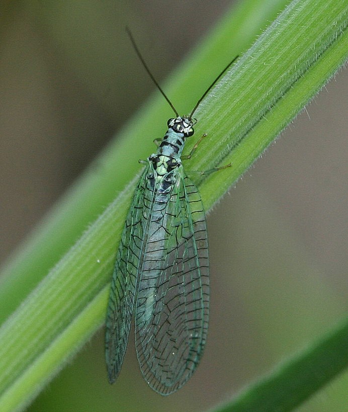 Златоглазка Chrysopa