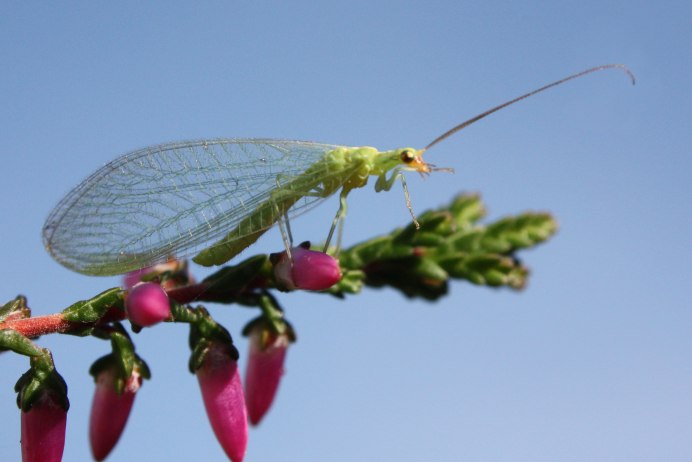 Златоглазка обыкновенная - Chrysopa carnea