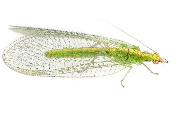 Златоглазка обыкновенная Chrysoperla carnea