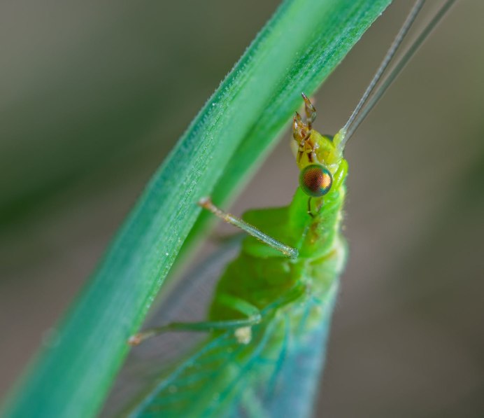Chrysopidae (златоглазка)