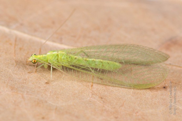 Златоглазка обыкновенная Chrysoperla carnea