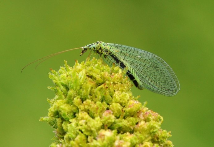 Chrysopidae (златоглазка)
