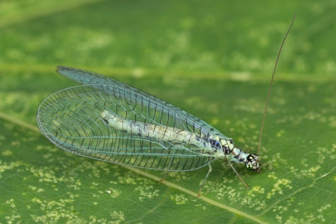 Златоглазка Chrysopa